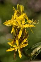 Lily, yellow, mediterranean, asphodeline, garden, asphodel, plant, flower, giglio, switzerland, kings-spear, lily, petals, rod, jacobs, lutea, bright, perennial, stamens
