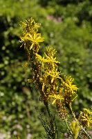 Lily, yellow, mediterranean, asphodeline, garden, asphodel, plant, flower, giglio, switzerland, kings-spear, lily, petals, rod, jacobs, lutea, bright, perennial, stamens