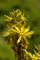 Lily, yellow, mediterranean, asphodeline, garden, asphodel, plant, flower, giglio, switzerland, kings-spear, lily, petals, rod, jacobs, lutea, bright, perennial, stamens