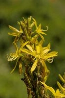 Lily, yellow, mediterranean, asphodeline, garden, asphodel, plant, flower, giglio, switzerland, kings-spear, lily, petals, rod, jacobs, lutea, bright, perennial, stamens