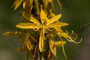 Lily, yellow, mediterranean, asphodeline, garden, asphodel, plant, flower, giglio, switzerland, kings-spear, lily, petals, rod, jacobs, lutea, bright, perennial, stamens