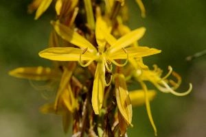 Lily, yellow, mediterranean, asphodeline, garden, asphodel, plant, flower, giglio, switzerland, kings-spear, lily, petals, rod, jacobs, lutea, bright, perennial, stamens