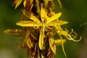 Lily, yellow, mediterranean, asphodeline, garden, asphodel, plant, flower, giglio, switzerland, kings-spear, lily, petals, rod, jacobs, lutea, bright, perennial, stamens