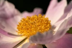 Stamens, pink, garden, pollination, perennial, peony, switzerland, flower, showy, stamens