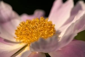 Stamens, pink, garden, pollination, perennial, peony, switzerland, flower, showy, stamens