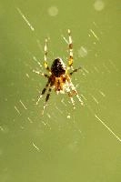 Araneus diadematus, null