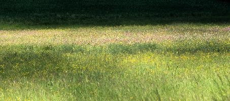 Salem Meadow, meadow, field, summer, buttercups, colours, grass, salem, persicaria, bodensee, flora, flowers, flower-rich, environment, native, pasture, germany, bright, wildflower, scenery