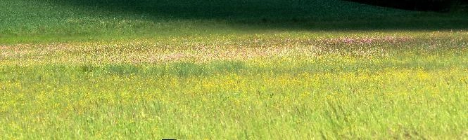 Salem Meadow, meadow, field, summer, buttercups, colours, grass, salem, persicaria, bodensee, flora, flowers, flower-rich, environment, native, pasture, germany, bright, wildflower, scenery