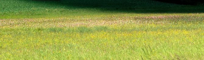 Salem Meadow, meadow, field, summer, buttercups, colours, grass, salem, persicaria, bodensee, flora, flowers, flower-rich, environment, native, pasture, germany, bright, wildflower, scenery