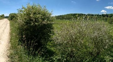 Plague of Caterpillars, salem, pest, hedge, webs, plague, silk, bodensee, consumed, germany, destruction, affenberg, bush, insect, caterpillars, thorn, hedge