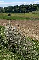 Silk, pest, insect, webs, germany, caterpillars, destruction, silk, plague, hedge, thorn, salem, hedge, affenberg, bush, bodensee, consumed