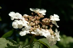 dsc_210665.jpg