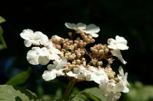 dsc_210668.jpg