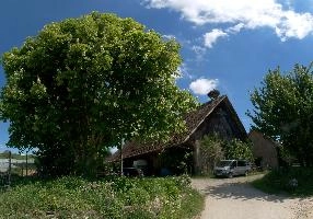 Horse Chestnut, salem, bodensee, germany, affenberg