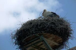 Ciconia ciconia, affenberg, bird, stork, ciconia, bodensee, deutschland, salem, white