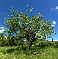 German Tree, salem, bodensee, germany, affenberg
