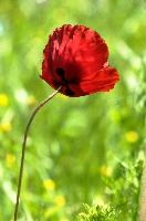 Papaver rhoeas, wildflower, wild, rhoeas, petals, papaver, field, annual, weed, scarlet, germany, arable, flower, flora, salem, red, affenberg, poppy, bodensee, flora
