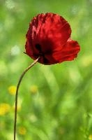 Poppy, field, petals, germany, red, arable, flower, salem, wild, affenberg, scarlet, poppy, wildflower, papaver, annual, bodensee, weed, flora, flora, rhoeas
