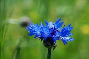 Cornflower, field, wildflower, germany, blue, brilliant, flower, salem, native, affenberg, colour, cornflower, azure, agricultural, meadow, wild, weed, bright, cornfield