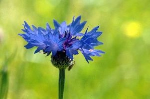 Cornflower, field, wildflower, germany, blue, brilliant, flower, salem, native, affenberg, colour, cornflower, azure, agricultural, meadow, wild, weed, bright, cornfield