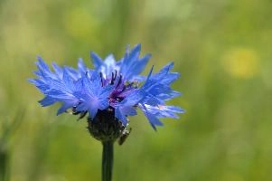 Cornflower, field, wildflower, germany, blue, brilliant, flower, salem, native, affenberg, colour, cornflower, azure, agricultural, meadow, wild, weed, bright, cornfield