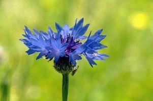 Cornflower, field, wildflower, germany, blue, brilliant, flower, salem, native, affenberg, colour, cornflower, azure, agricultural, meadow, wild, weed, bright, cornfield