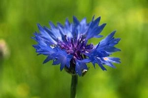 Cornflower, field, wildflower, germany, blue, brilliant, flower, salem, native, affenberg, colour, cornflower, azure, agricultural, meadow, wild, weed, bright, cornfield