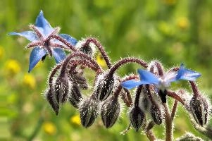 Flax, field, germany, borage, weed, borago, blue, salem, hairy, affenberg, officinalis, flower, oilseed, furry, edible, wildflower, wild, bodensee, boretsch, buds, petals, herb, flora