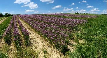Chives, field, purple, germany, mauve, allium, flowers, salem, arable, affenberg, schoenoprasum, chives, lake, agriculture, bodensee, rows, europe, constance