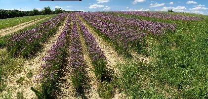 Chives at Salem, salem, affenberg, arable, purple, allium, flowers, bodensee, field, germany, schoenoprasum, chives, lake, agriculture, mauve, rows, europe, constance