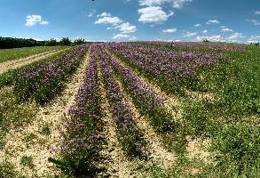 Chives at Affenberg, field, purple, germany, mauve, allium, flowers, salem, arable, affenberg, schoenoprasum, chives, lake, agriculture, bodensee, rows, europe, constance