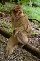 Ueberlingen, captive, intelligent, constance, sylvanus, lake, macaca, germany, brown, salem, primate, monkey, wildlife, macacque, animal, barbary, hairy, affenberg, furry, bodensee, face