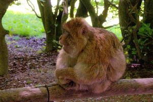 Ueberlingen, captive, intelligent, constance, sylvanus, lake, macaca, germany, brown, salem, primate, monkey, wildlife, macacque, animal, barbary, hairy, affenberg, furry, bodensee, face