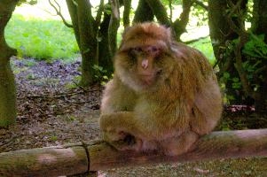 Ueberlingen, captive, intelligent, constance, sylvanus, lake, macaca, germany, brown, salem, primate, monkey, wildlife, macacque, animal, barbary, hairy, affenberg, furry, bodensee, face