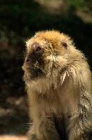 Berberaffe, salem, captive, lake, macacque, wildlife, monkey, bodensee, face, germany, primate, affenberg, furry, macaca, brown, constance, barbary, animal, hairy, intelligent, sylvanus