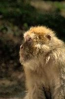 Berberaffe, salem, captive, lake, macacque, wildlife, monkey, bodensee, face, germany, primate, affenberg, furry, macaca, brown, constance, barbary, animal, hairy, intelligent, sylvanus