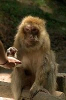 Ueberlingen, captive, intelligent, constance, sylvanus, lake, macaca, germany, brown, salem, primate, monkey, wildlife, macacque, animal, barbary, hairy, affenberg, furry, bodensee, face