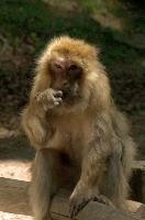 Ueberlingen, captive, intelligent, constance, sylvanus, lake, macaca, germany, brown, salem, primate, monkey, wildlife, macacque, animal, barbary, hairy, affenberg, furry, bodensee, face