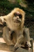 Ueberlingen, captive, intelligent, constance, sylvanus, lake, macaca, germany, brown, salem, primate, monkey, wildlife, macacque, animal, barbary, hairy, affenberg, furry, bodensee, face