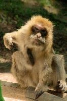 Ueberlingen, captive, intelligent, constance, sylvanus, lake, macaca, germany, brown, salem, primate, monkey, wildlife, macacque, animal, barbary, hairy, affenberg, furry, bodensee, face