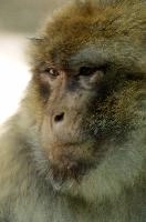 Barbary Macacque, captive, intelligent, constance, sylvanus, lake, macaca, germany, brown, monkey, primate, macacque, wildlife, barbary, animal, salem, hairy, affenberg, furry, bodensee, face