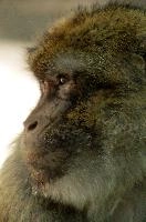 Barbary Macacque, captive, intelligent, constance, sylvanus, lake, macaca, germany, brown, monkey, primate, macacque, wildlife, barbary, animal, salem, hairy, affenberg, furry, bodensee, face