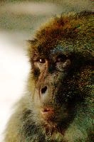Barbary Macacque, captive, intelligent, constance, sylvanus, lake, macaca, germany, brown, monkey, primate, macacque, wildlife, barbary, animal, salem, hairy, affenberg, furry, bodensee, face