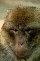 Barbary Macacque, captive, intelligent, constance, sylvanus, lake, macaca, germany, brown, monkey, primate, macacque, wildlife, barbary, animal, salem, hairy, affenberg, furry, bodensee, face