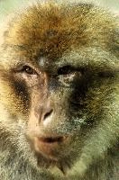 Barbary Macacque, captive, intelligent, constance, sylvanus, lake, macaca, germany, brown, monkey, primate, macacque, wildlife, barbary, animal, salem, hairy, affenberg, furry, bodensee, face