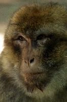Barbary Macacque, captive, intelligent, constance, sylvanus, lake, macaca, germany, brown, monkey, primate, macacque, wildlife, barbary, animal, salem, hairy, affenberg, furry, bodensee, face