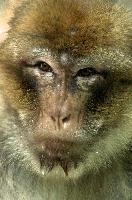 Barbary Macacque, captive, intelligent, constance, sylvanus, lake, macaca, germany, brown, monkey, primate, macacque, wildlife, barbary, animal, salem, hairy, affenberg, furry, bodensee, face