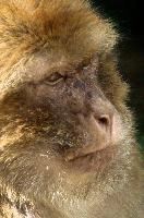 Alpha, captive, intelligent, constance, sylvanus, lake, macaca, germany, brown, monkey, primate, macacque, wildlife, barbary, animal, salem, hairy, affenberg, furry, bodensee, face
