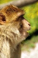 Barbary Macacque, captive, intelligent, constance, sylvanus, lake, macaca, germany, brown, monkey, primate, macacque, wildlife, barbary, animal, salem, hairy, affenberg, furry, bodensee, face