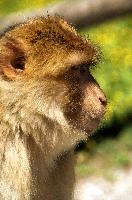 Barbary Macacque, captive, intelligent, constance, sylvanus, lake, macaca, germany, brown, monkey, primate, macacque, wildlife, barbary, animal, salem, hairy, affenberg, furry, bodensee, face